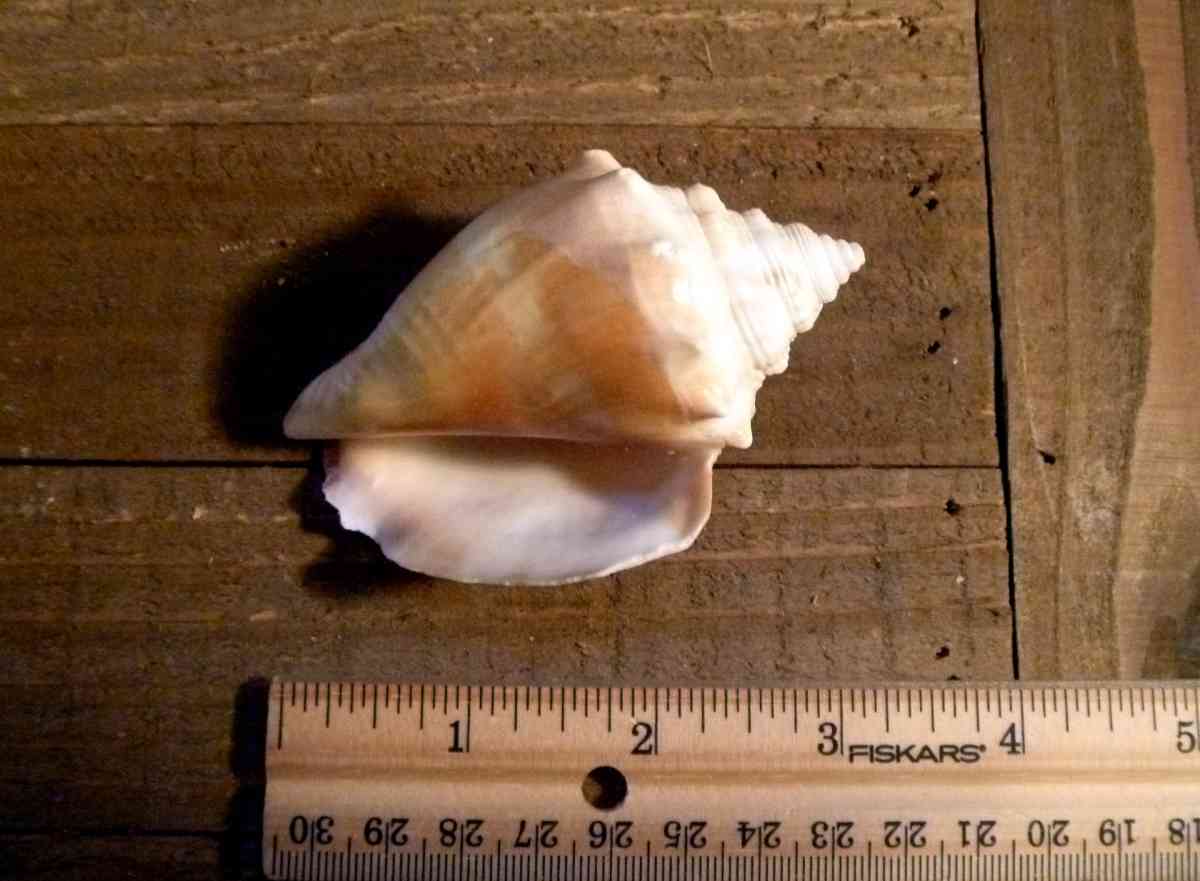 Florida Fighting Conch seashell shell beach ocean decor - Biddeford, Maine