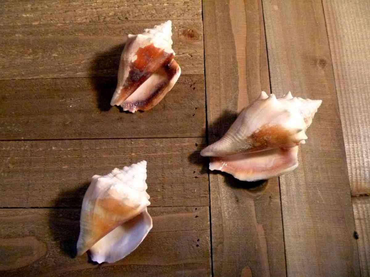 Florida Fighting Conch seashell shell beach ocean decor - Biddeford, Maine - FleaMarketBay