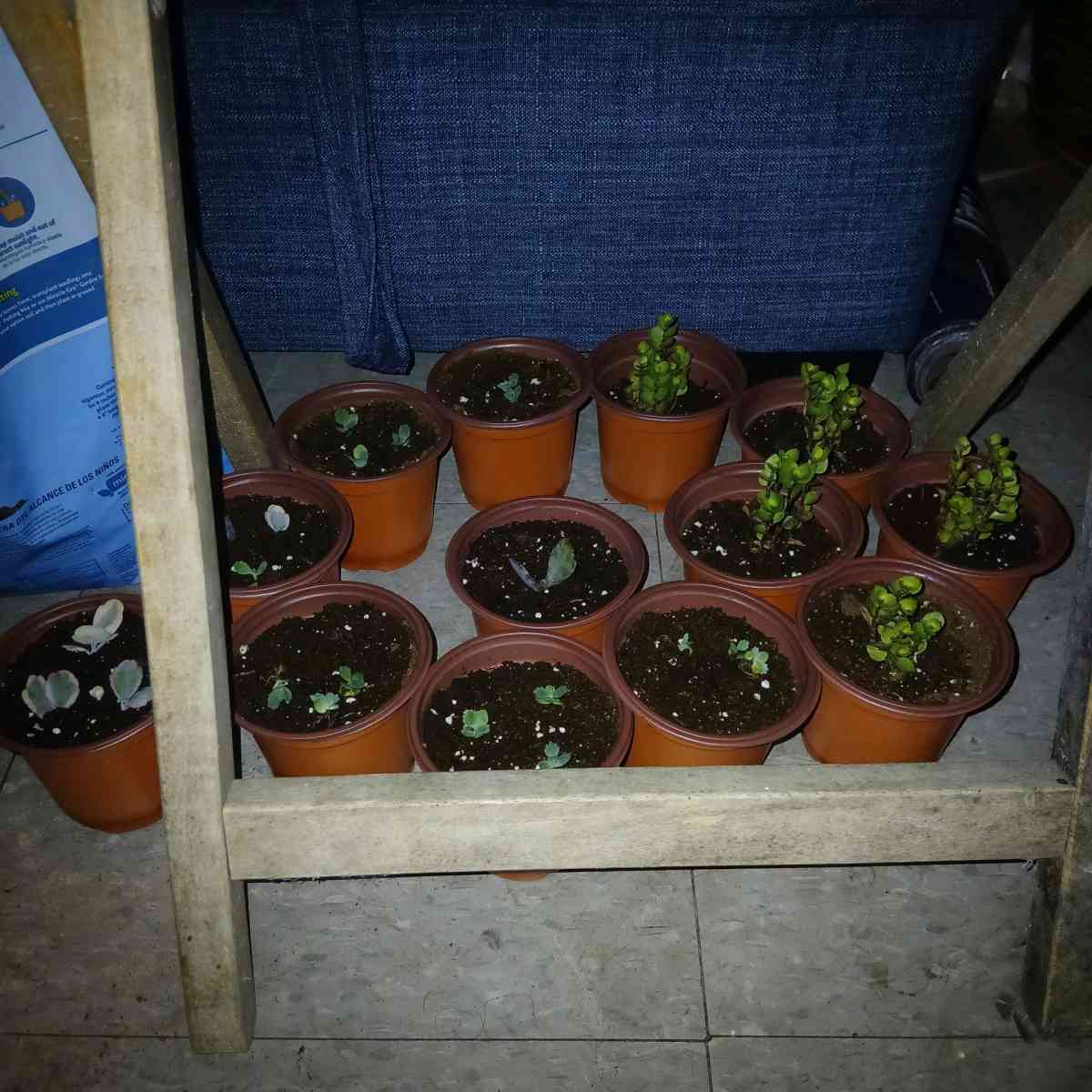 succulents and ground cover plants - Lake Placid, Florida - FleaMarketBay