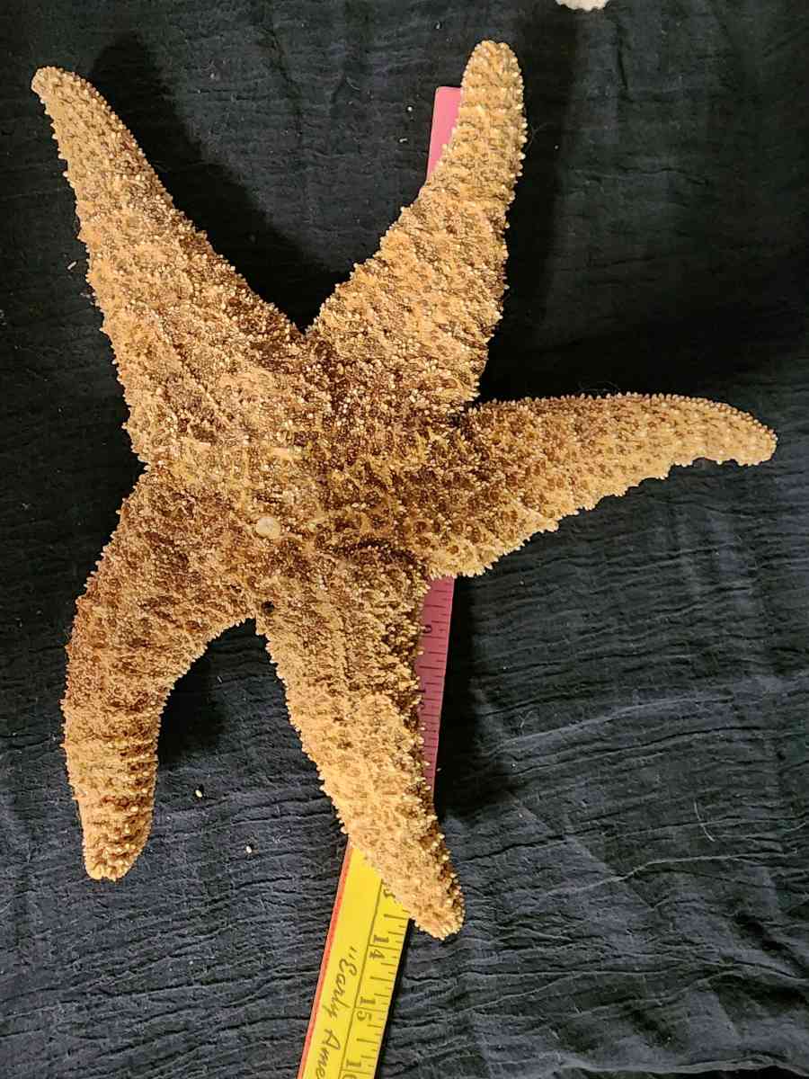 Starfish coral and shells - Knoxville, Tennessee - FleaMarketBay
