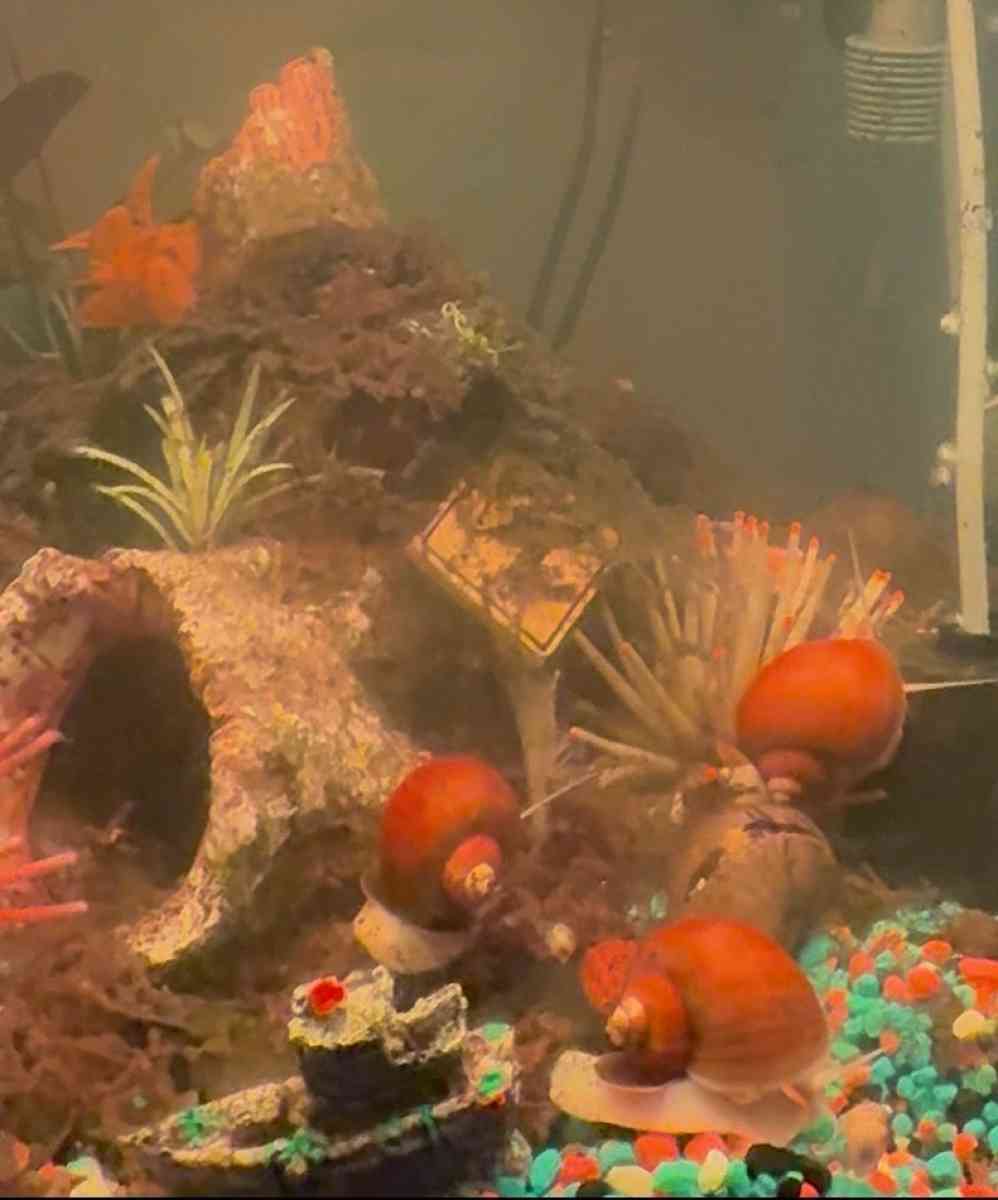 Golden Mystery Snails - Chicago, Illinois - FleaMarketBay