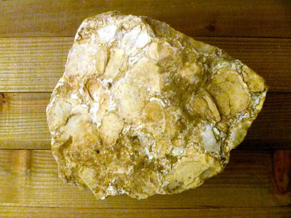 Fossil Stromatolite ancient prehistoric organisms home decor - Biddeford, Maine - FleaMarketBay