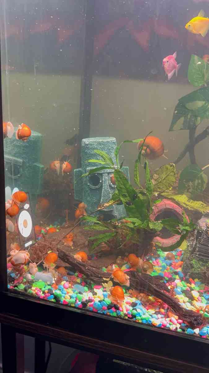 Golden Mystery Snails - Chicago, Illinois - FleaMarketBay