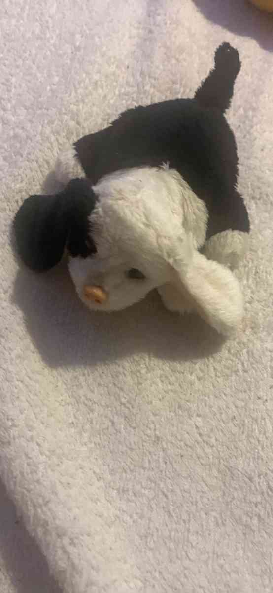 toy Dog - Belmont, North Carolina