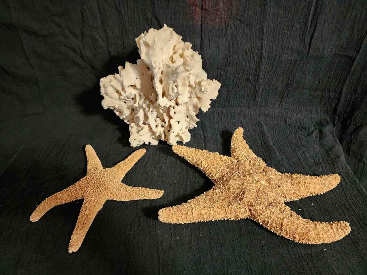 Starfish coral and shells - Knoxville, Tennessee