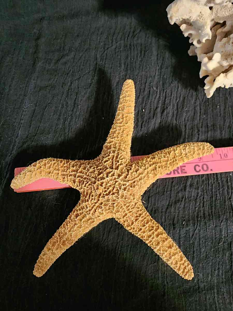 Starfish coral and shells - Knoxville, Tennessee - FleaMarketBay