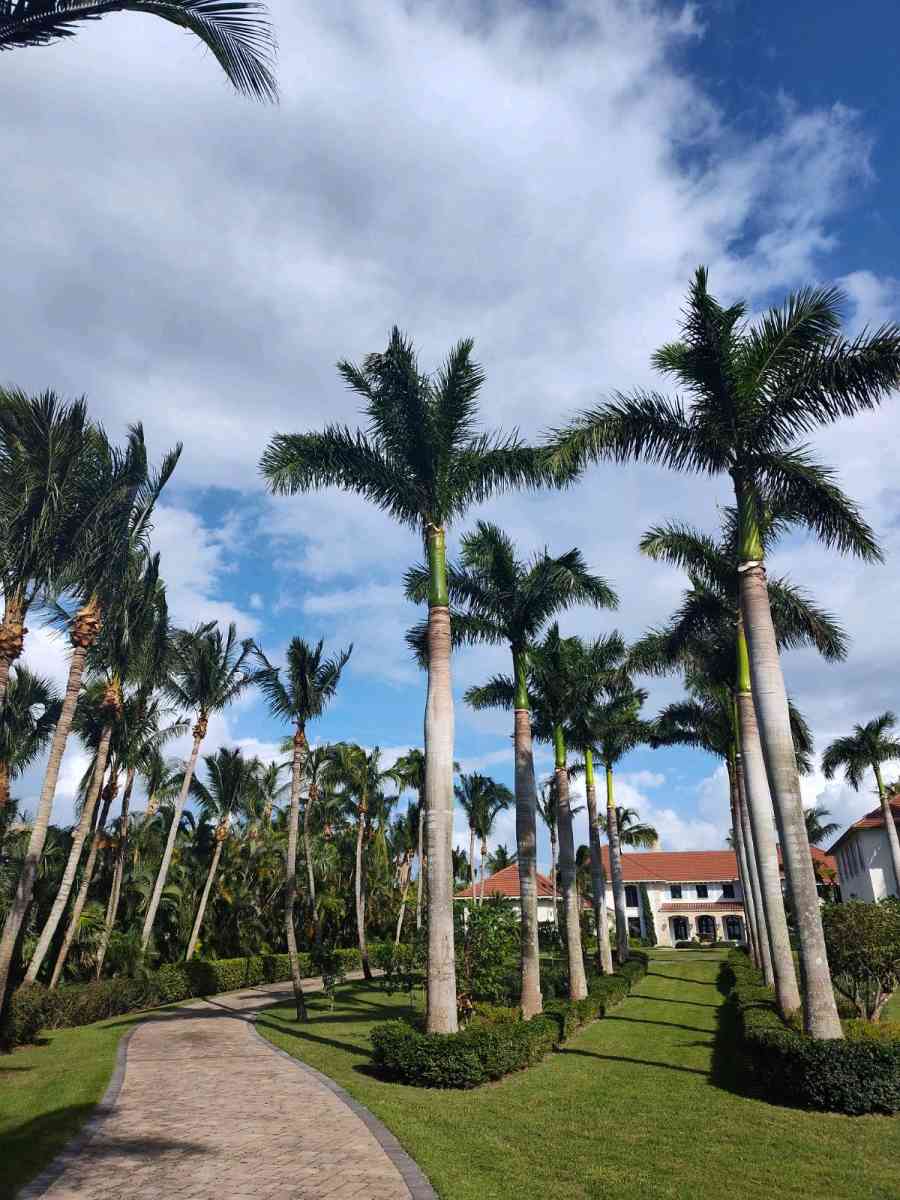 trim tree - Fort Pierce, Florida