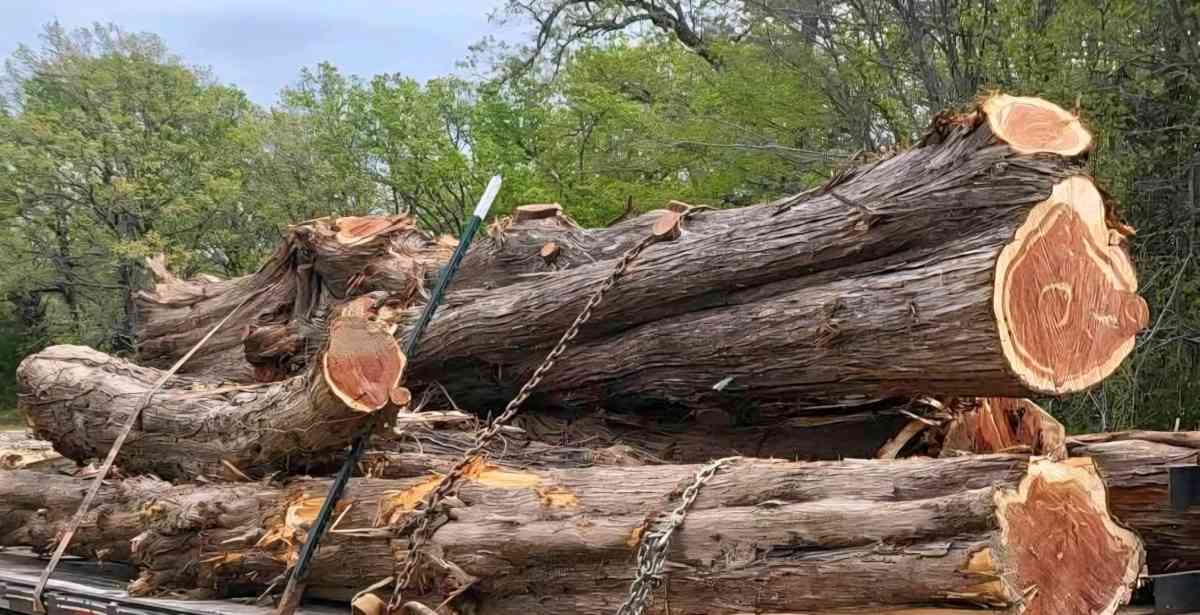Tree Removal and Specialty Solutions - Grand Saline, Texas - FleaMarketBay