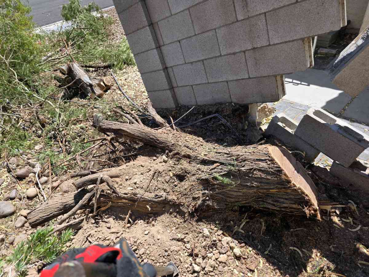 tree Removal - Las Vegas, Nevada - FleaMarketBay
