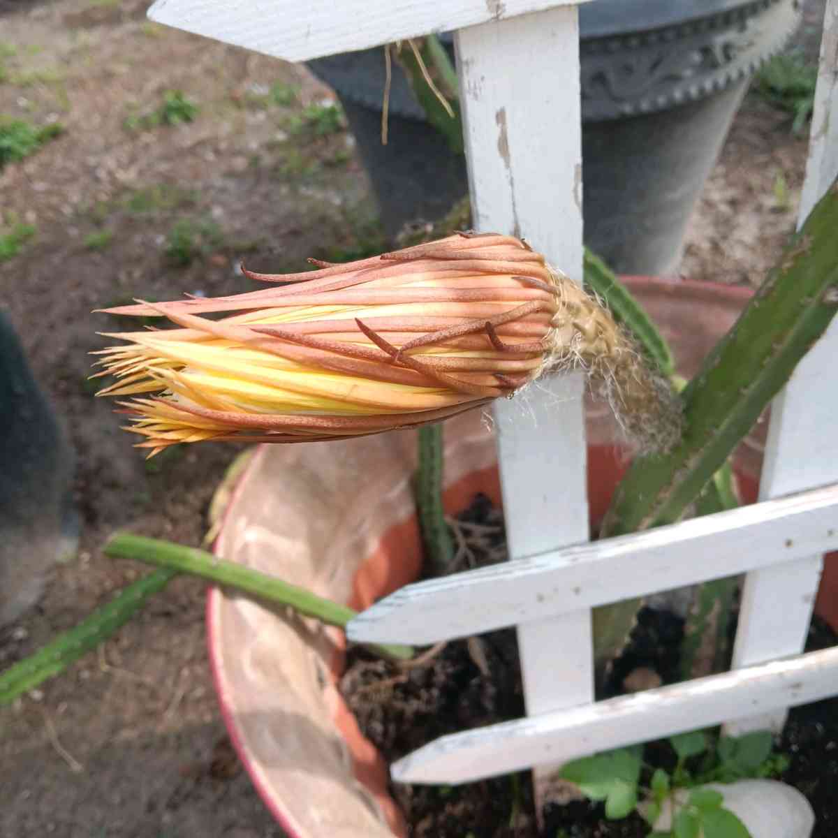 plants - Tampa, Florida - FleaMarketBay