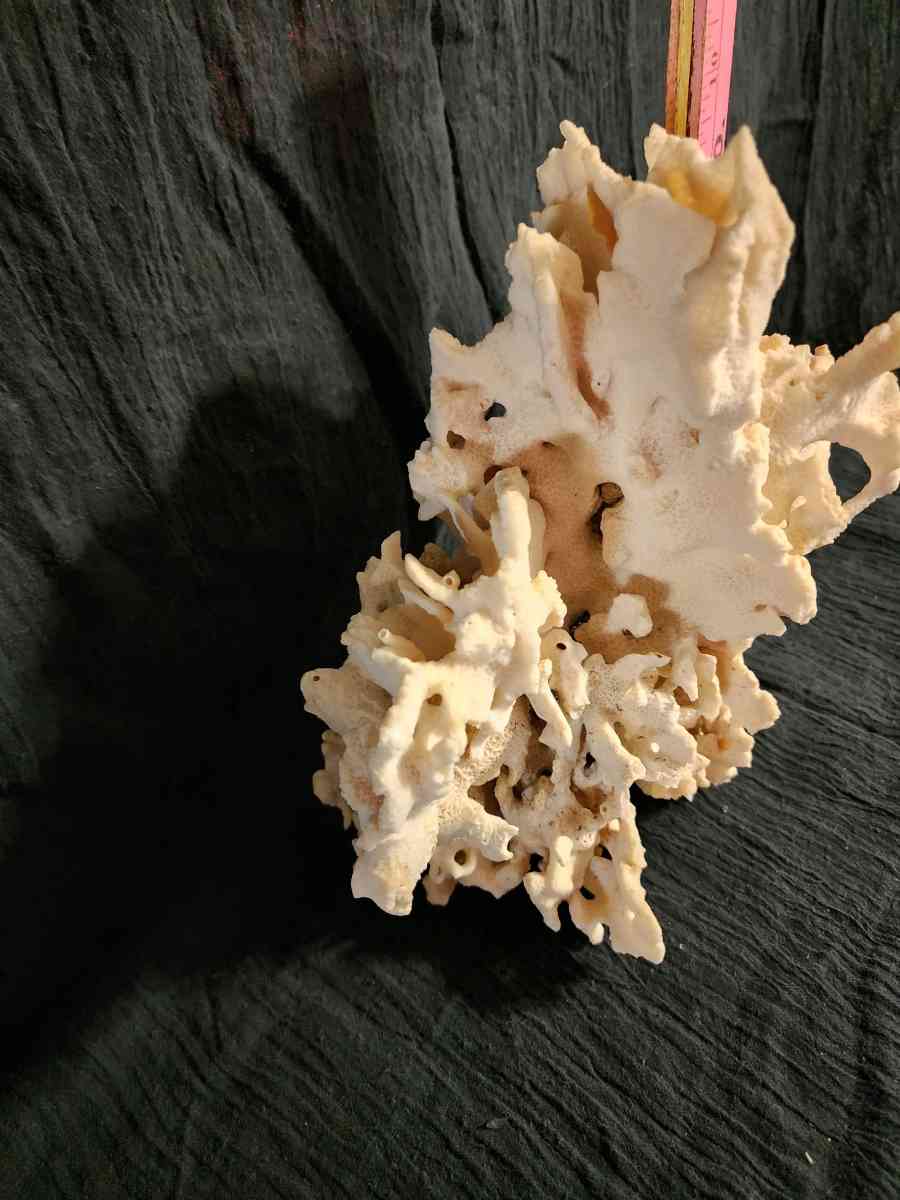 Starfish coral and shells - Knoxville, Tennessee - FleaMarketBay