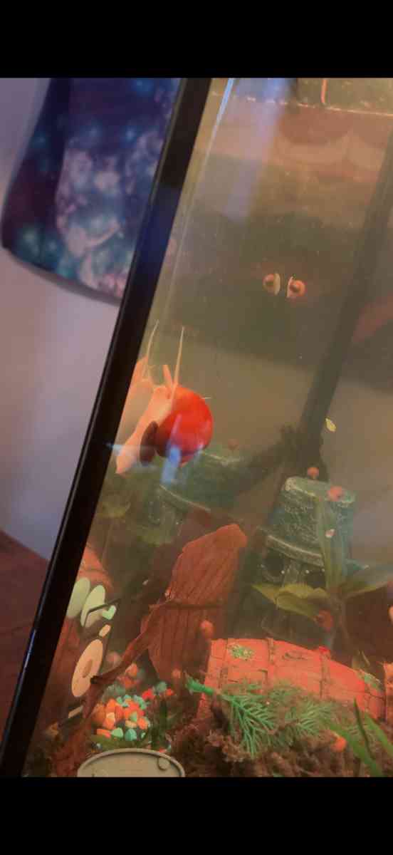 Golden Mystery Snails - Chicago, Illinois