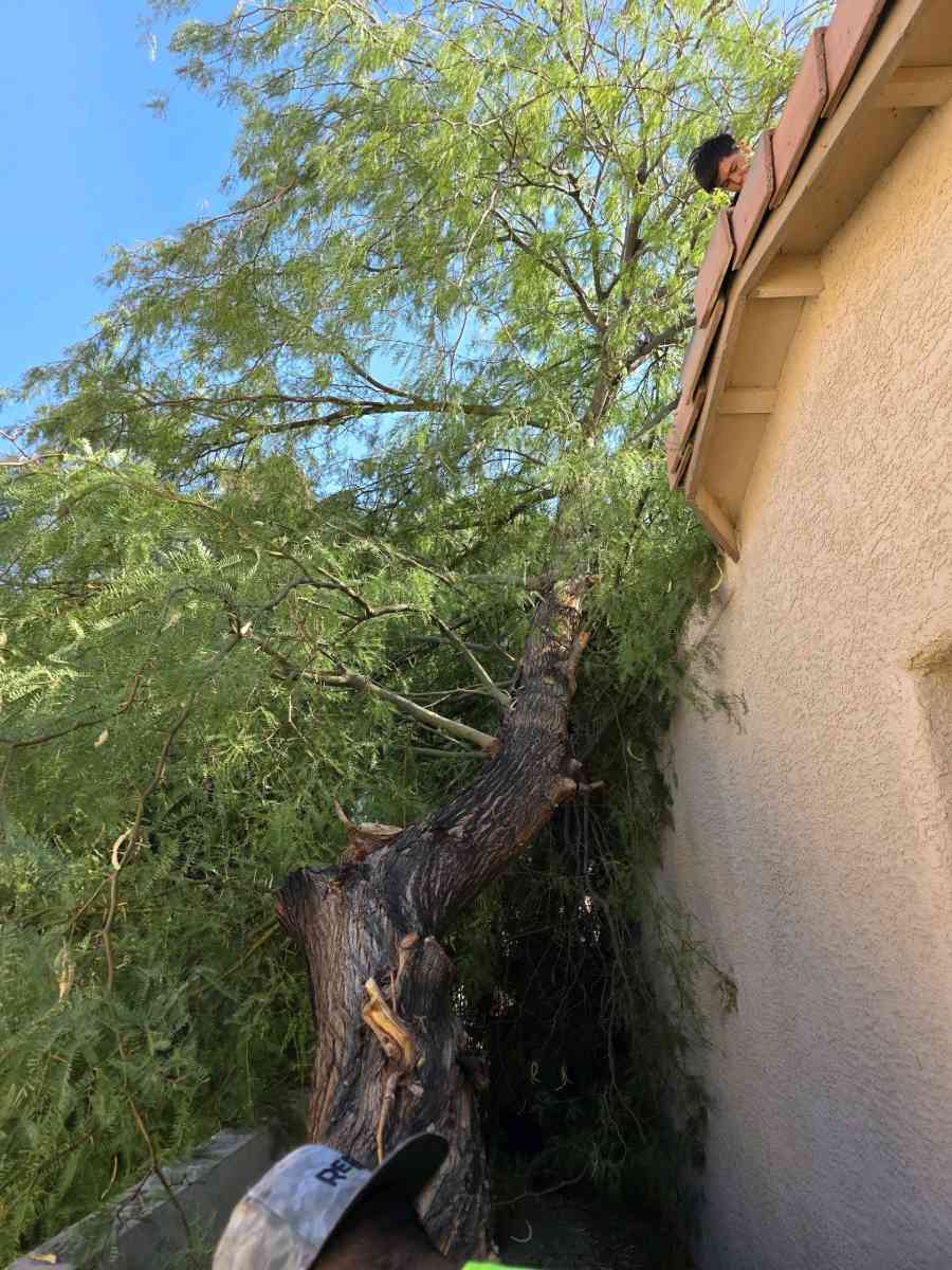 tree Removal - Las Vegas, Nevada - FleaMarketBay