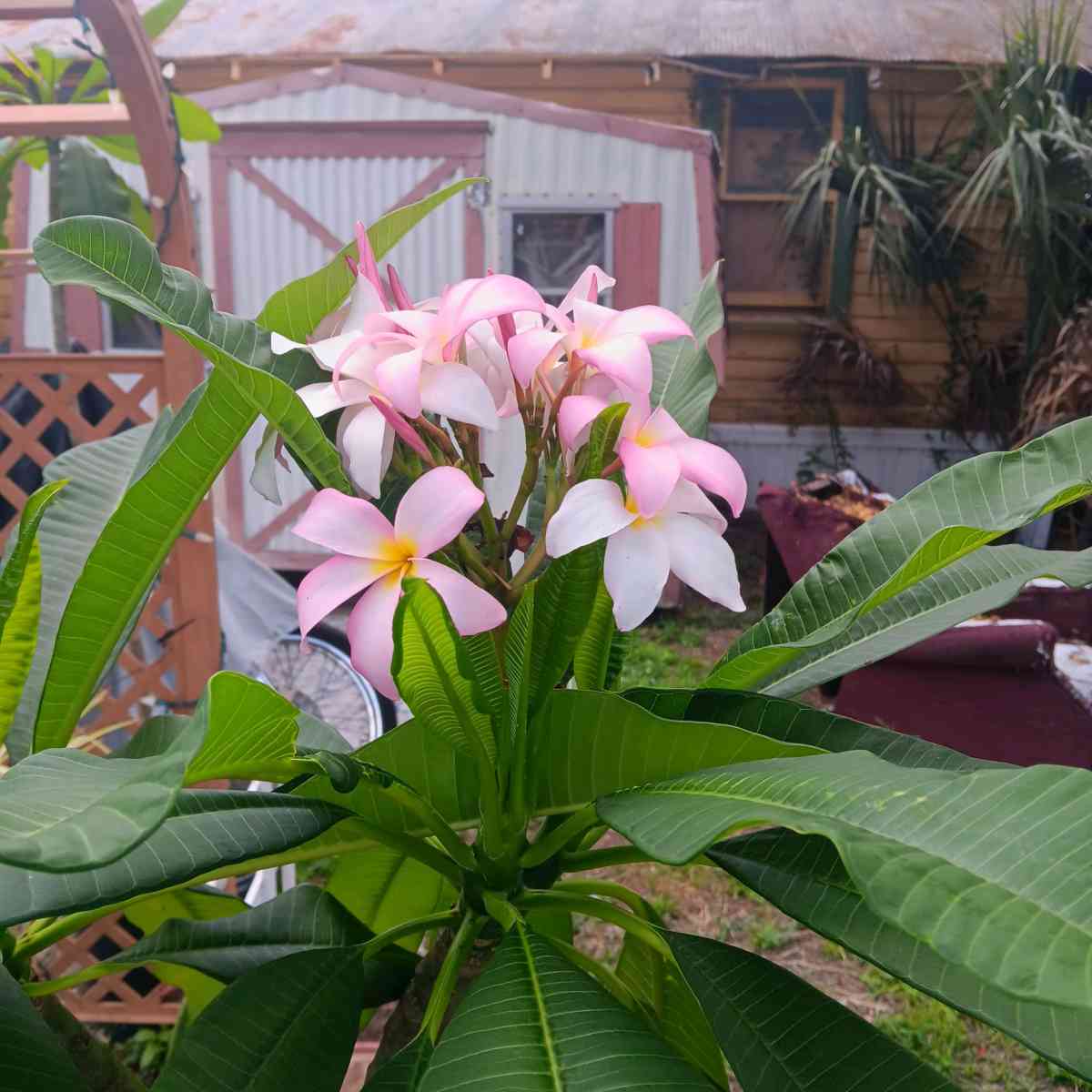 plants - Tampa, Florida