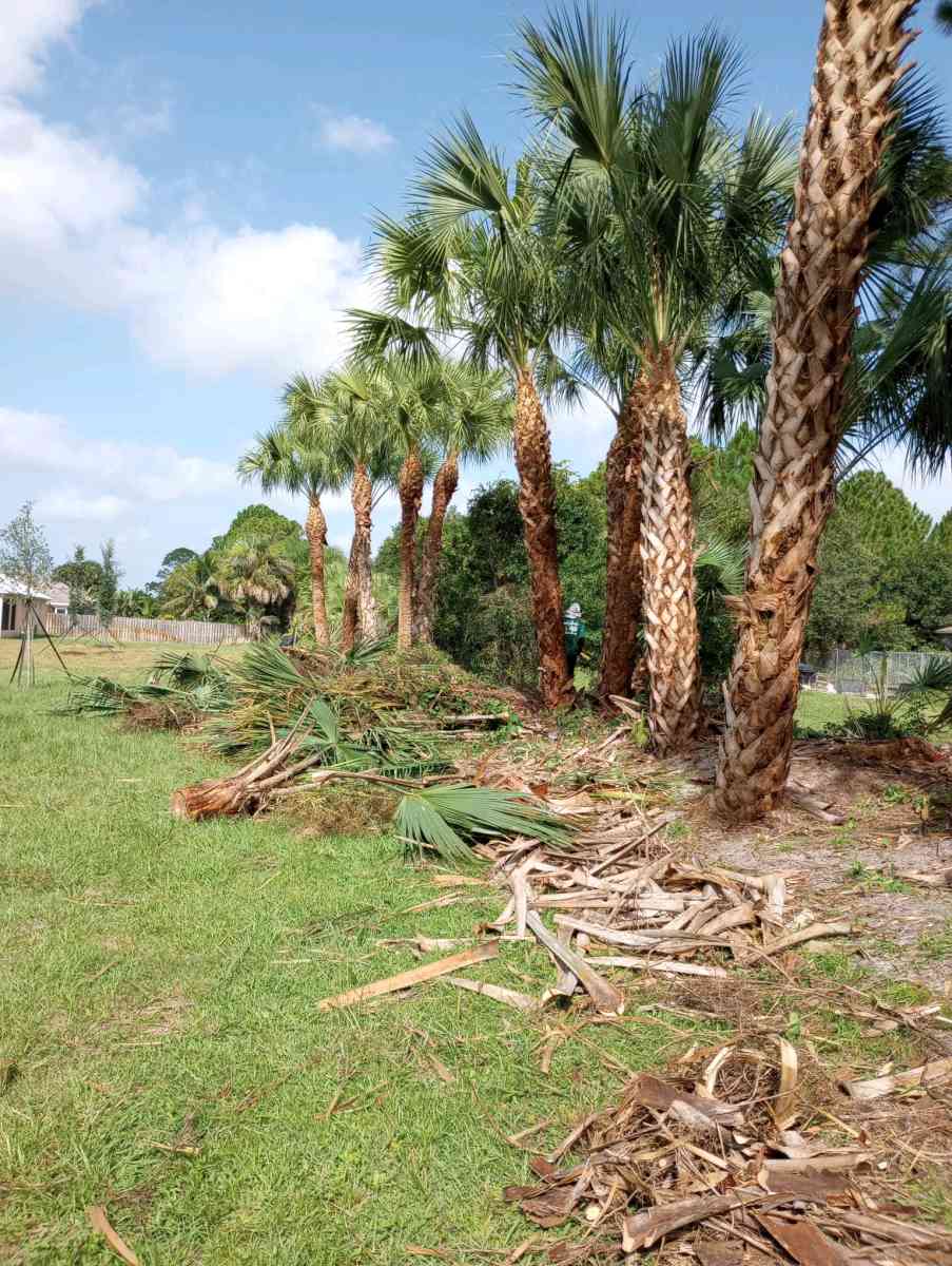 trim tree - Fort Pierce, Florida - FleaMarketBay