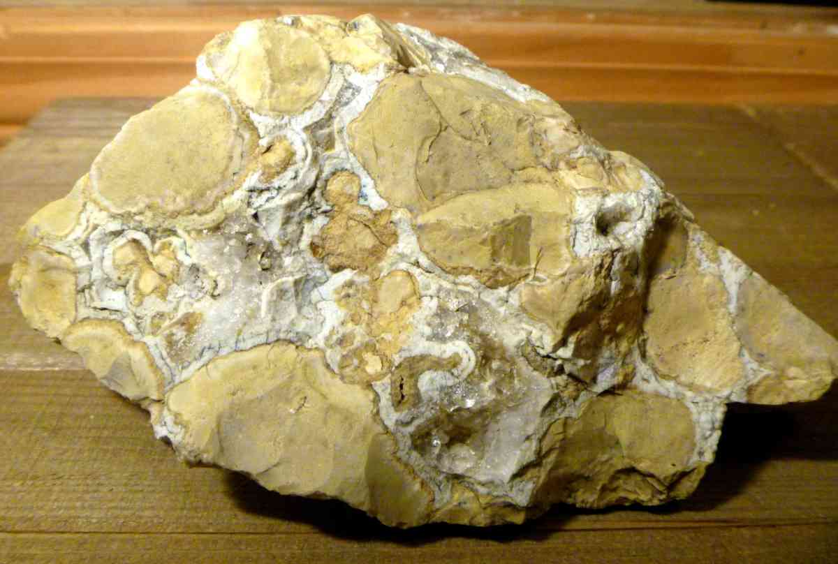 Fossil Stromatolite ancient prehistoric organisms home decor - Biddeford, Maine