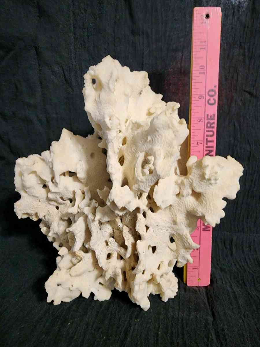 Starfish coral and shells - Knoxville, Tennessee - FleaMarketBay