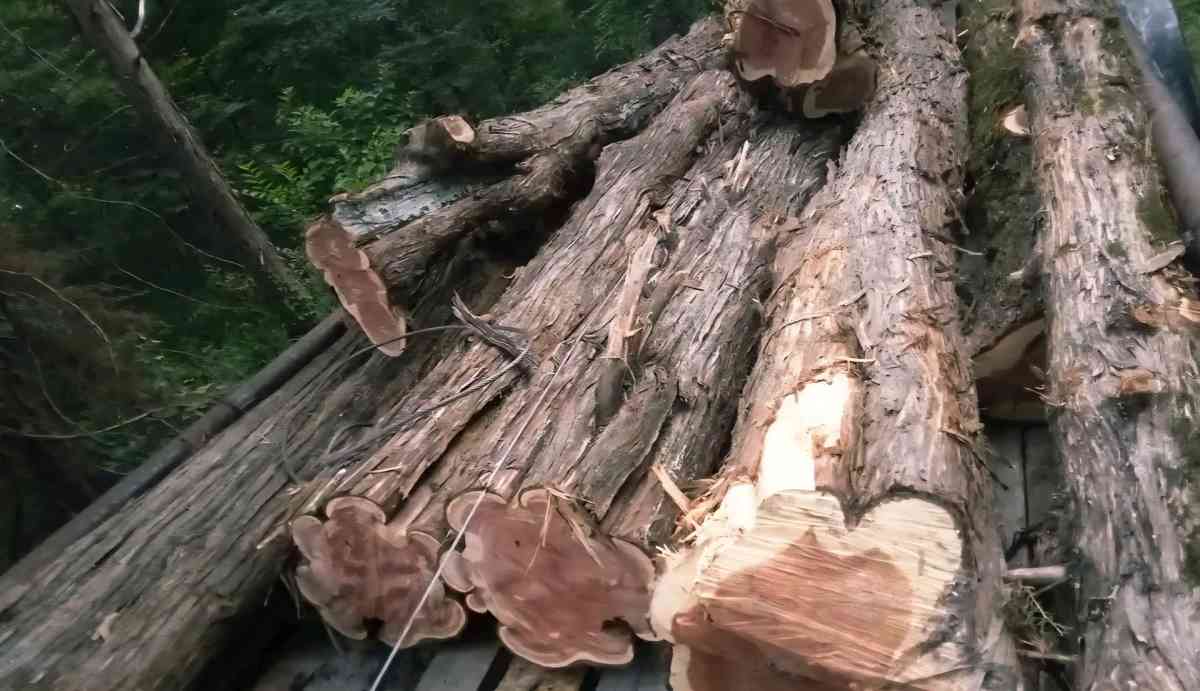 Tree Removal and Specialty Solutions - Grand Saline, Texas - FleaMarketBay