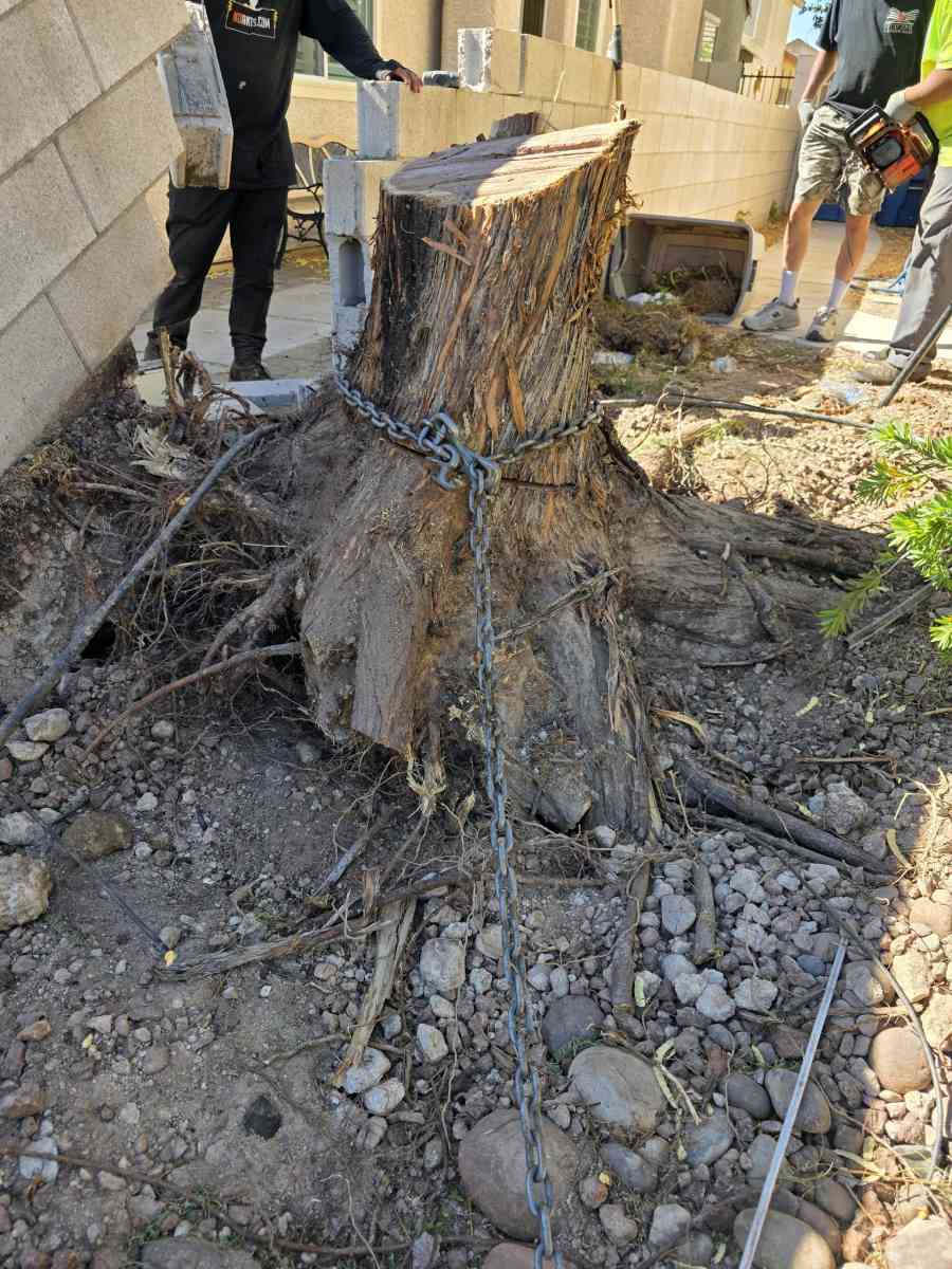 tree Removal - Las Vegas, Nevada - FleaMarketBay