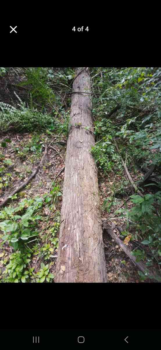 Tree Removal and Specialty Solutions - Grand Saline, Texas