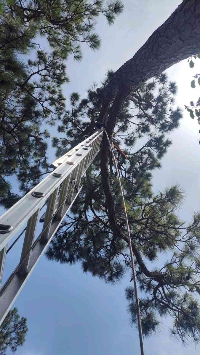 trim tree - Fort Pierce, Florida - FleaMarketBay
