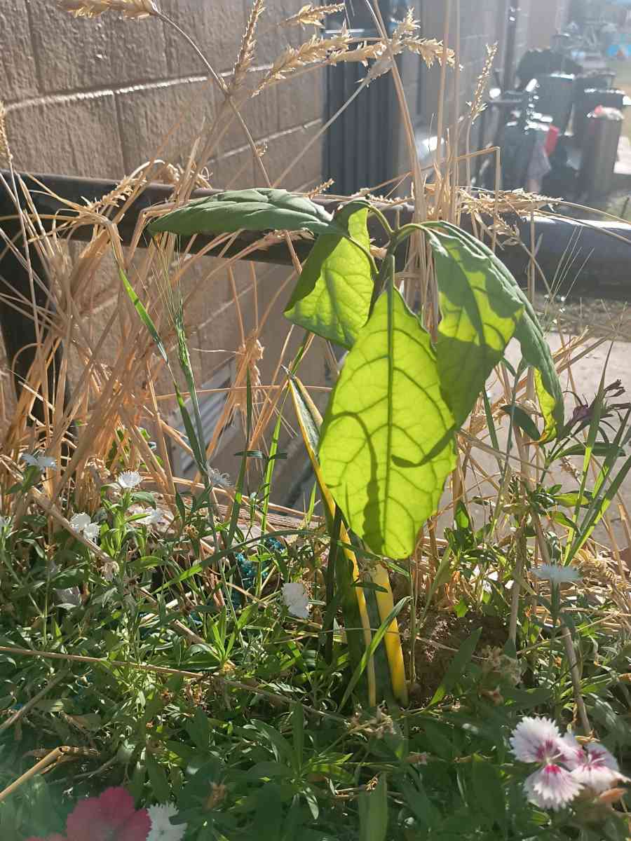 avocado tree - San Antonio, Texas - FleaMarketBay