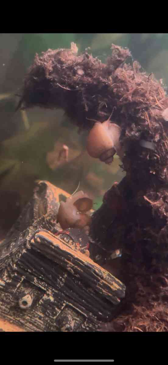 Golden Mystery Snails - Chicago, Illinois - FleaMarketBay