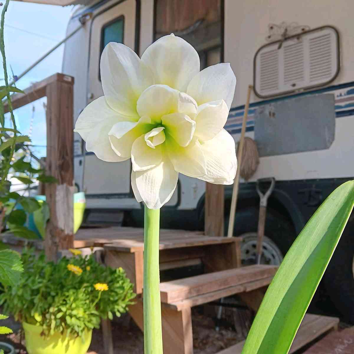 plants - Tampa, Florida - FleaMarketBay