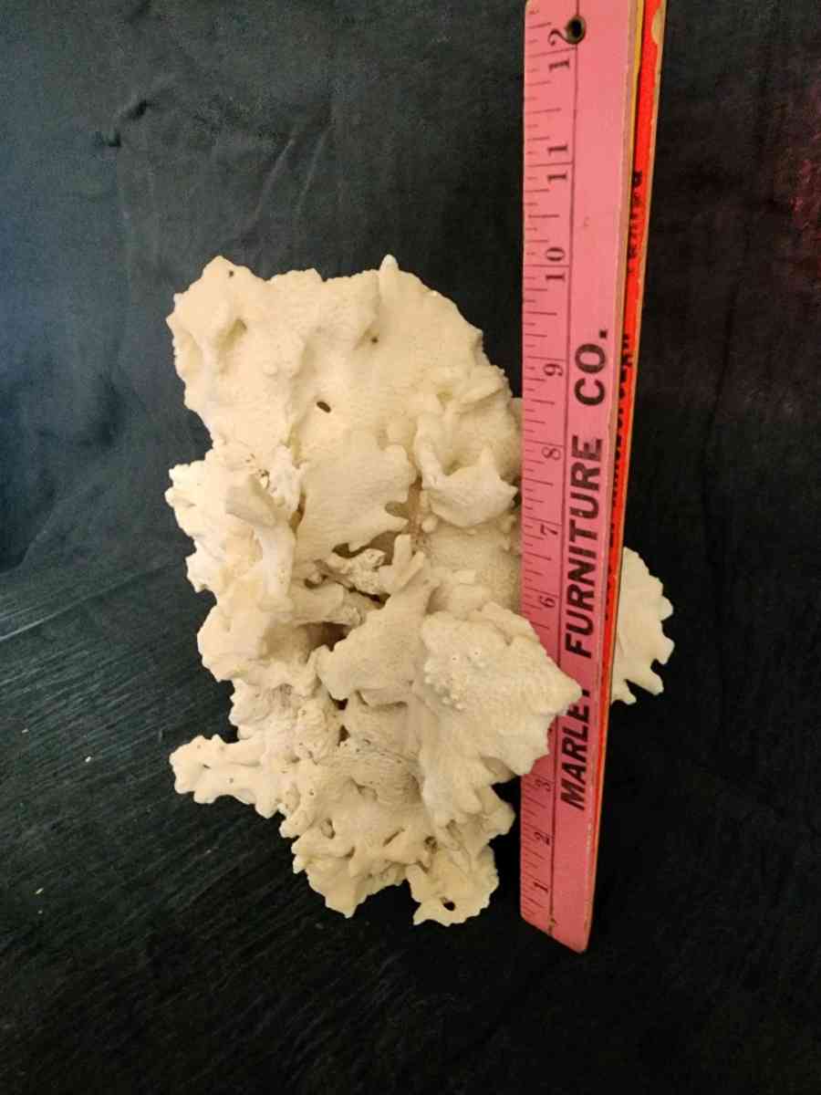 Starfish coral and shells - Knoxville, Tennessee - FleaMarketBay