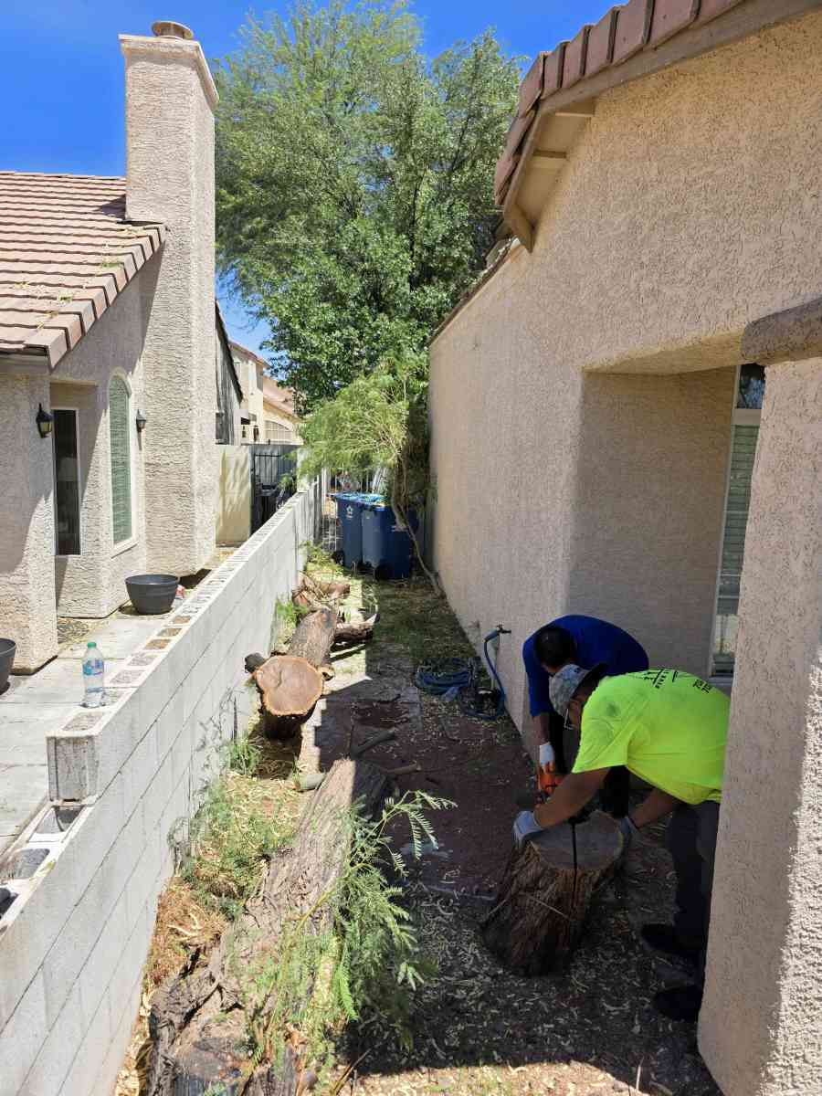 tree Removal - Las Vegas, Nevada - FleaMarketBay