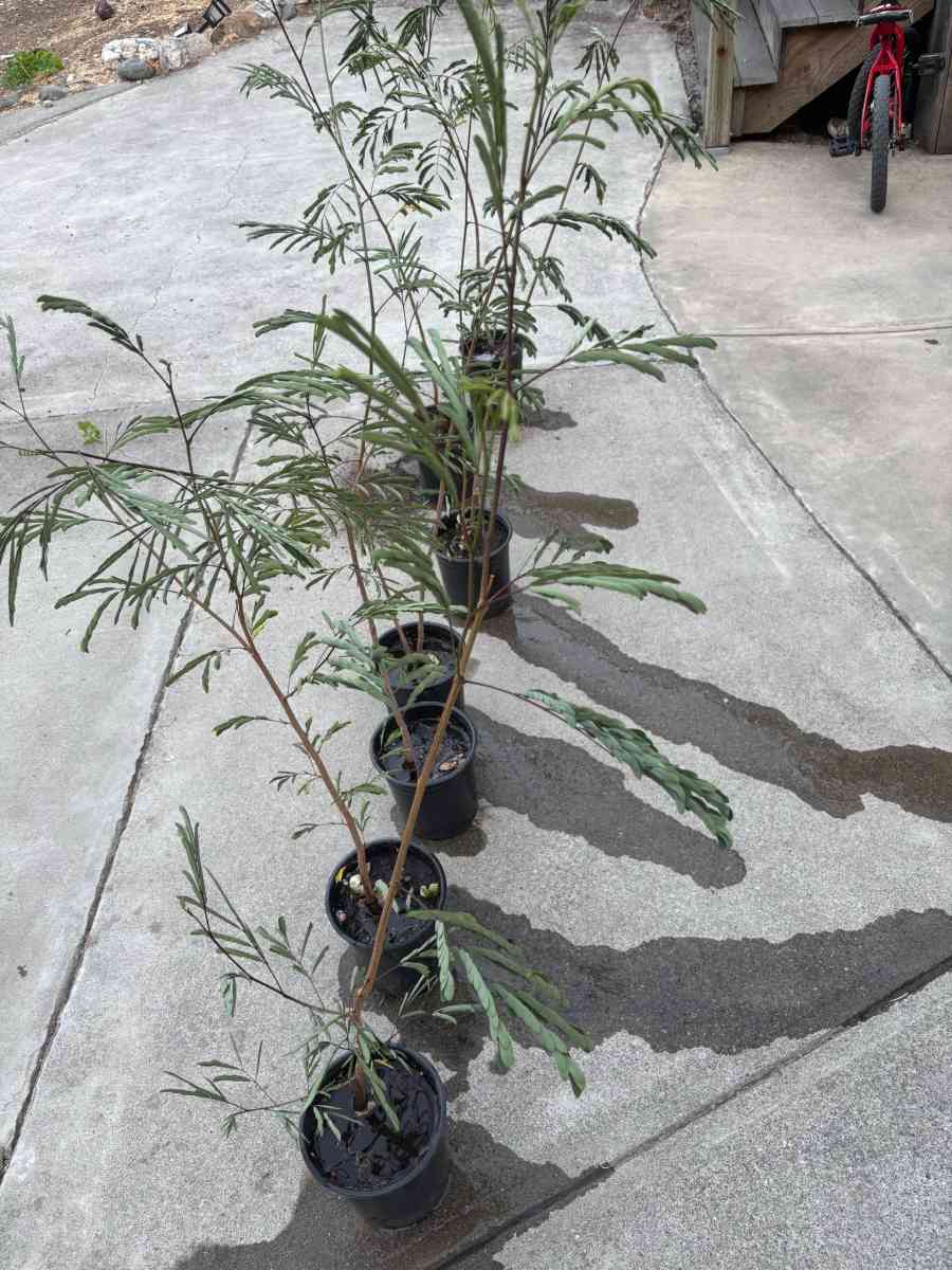 Plantas de guajes de Oaxaca - Cloverdale, California - FleaMarketBay