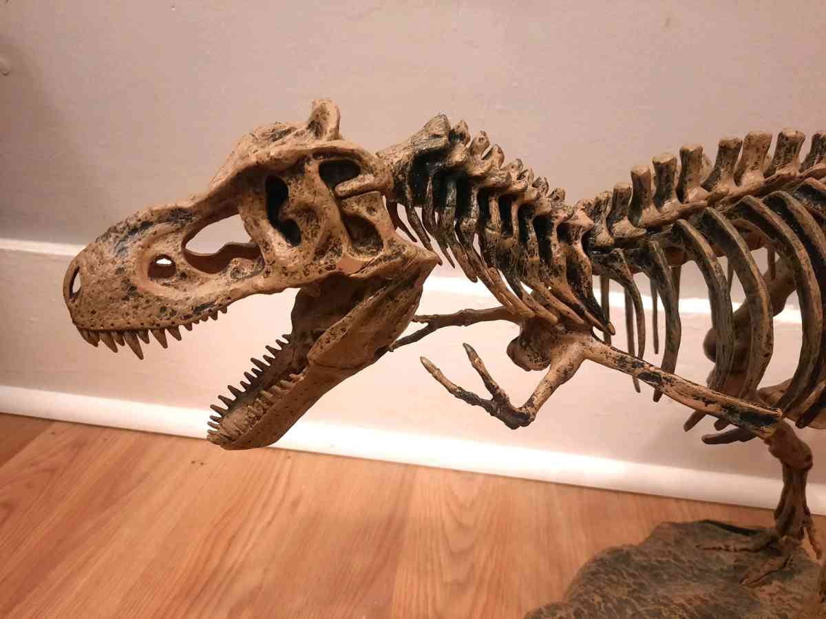 Tyrannosaurus Rex TRex model skeleton puzzle science - Biddeford, Maine