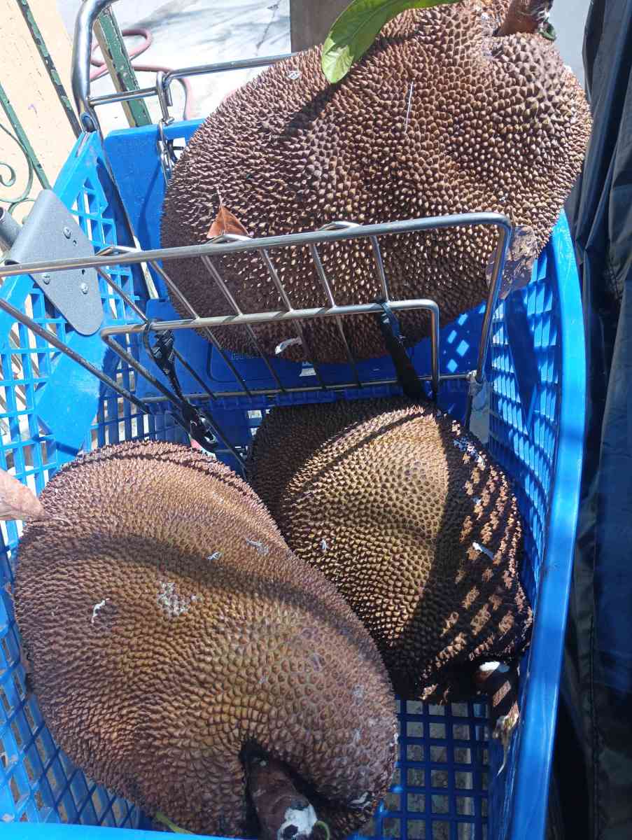 Jackfruit - Miami, Florida - FleaMarketBay