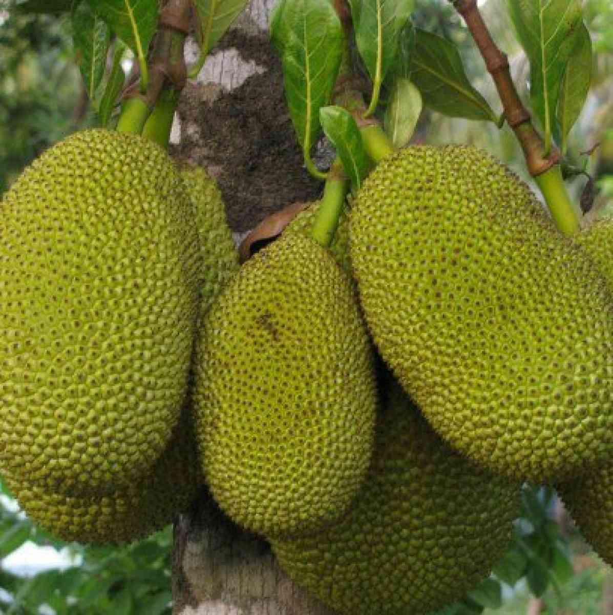 Jackfruit