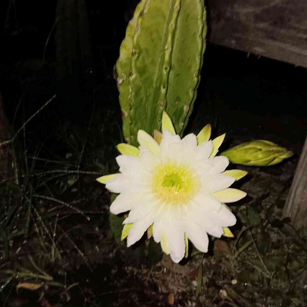 cactus called a apple cactus they sell for 80I sell them 30t - Tampa, Florida