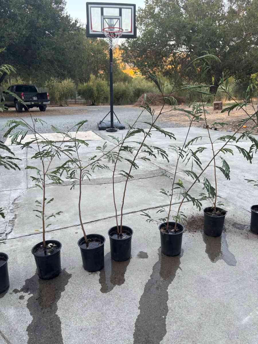 Plantas de guajes de Oaxaca - Cloverdale, California - FleaMarketBay