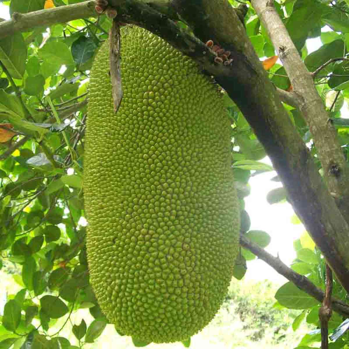 Jackfruit - Miami, Florida - FleaMarketBay