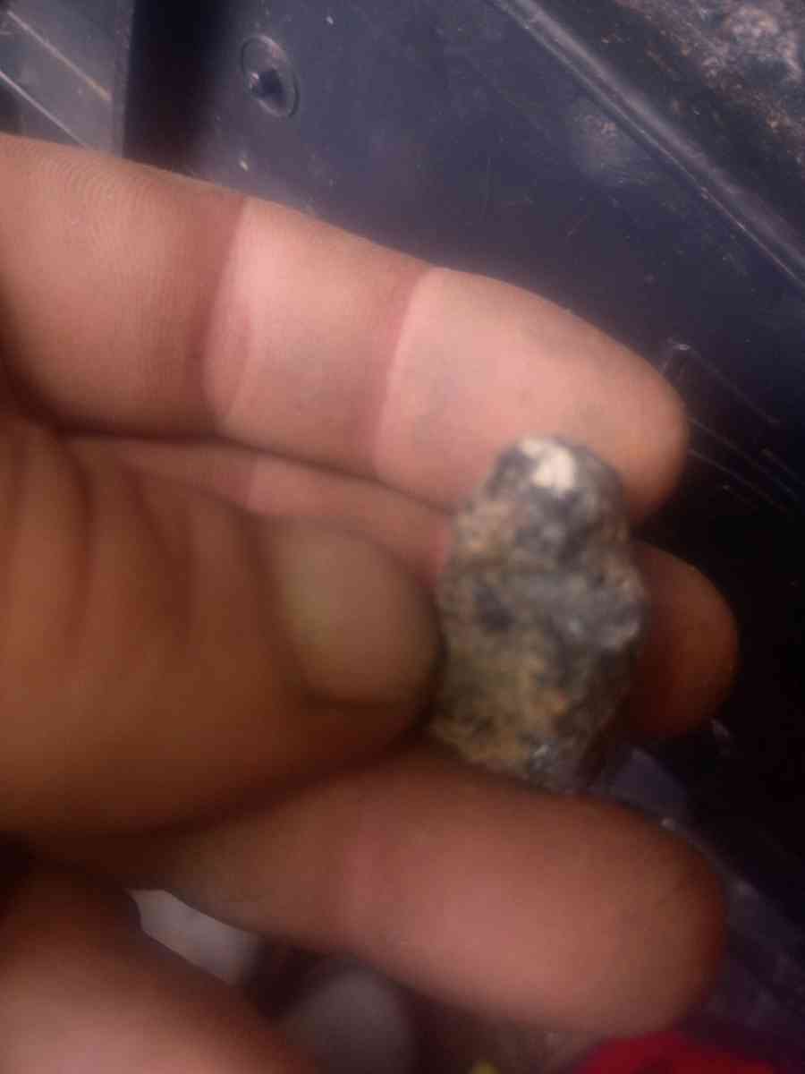 lil metal composite pet creatures that move  an change shape - Dayton, Ohio