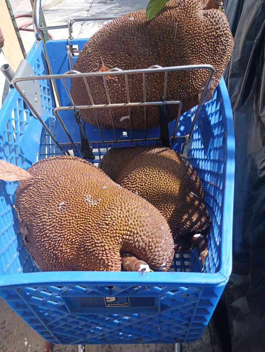 Jackfruit - Miami, Florida - FleaMarketBay