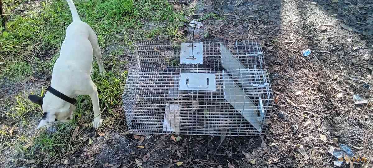 two medium size animal traps - Eagle Lake, Florida - FleaMarketBay