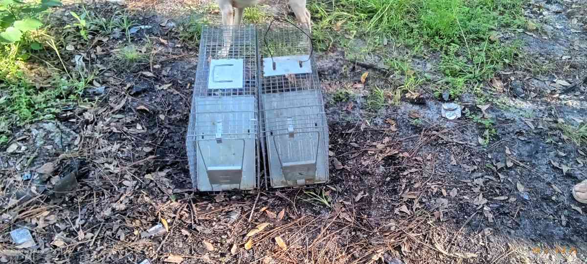 two medium size animal traps - Eagle Lake, Florida - FleaMarketBay