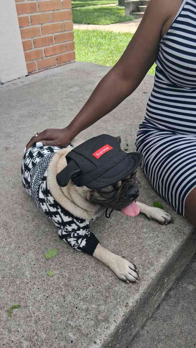 pet clothing pet apparel pop up shop - San Antonio, Texas - FleaMarketBay