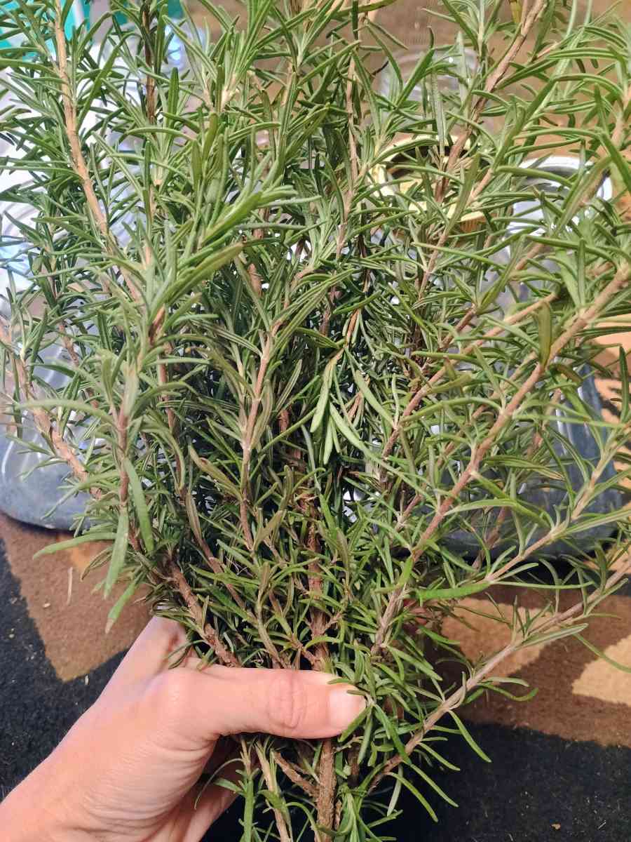 fresh organic old school made canned food - Lindale, Texas - FleaMarketBay