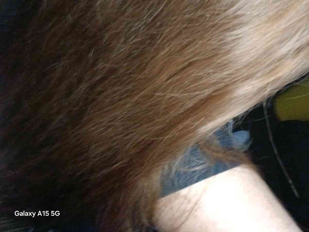 my hair 12 inches - Council Bluffs, Iowa