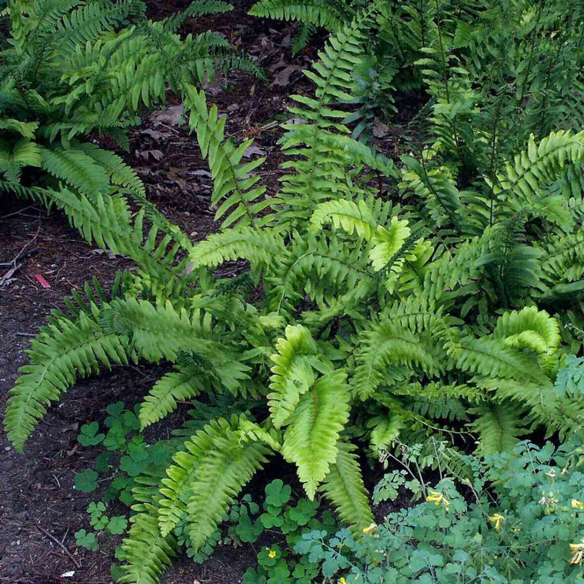 Christmas ferns - Whitwell, Tennessee - FleaMarketBay
