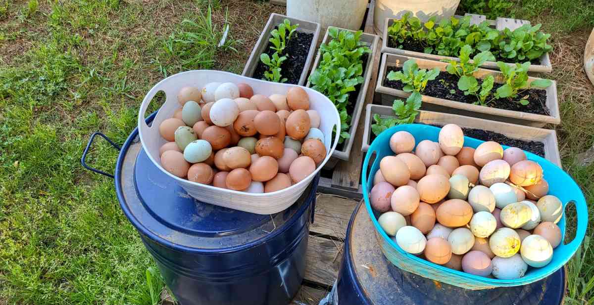 Chicken and Duck eggs mix