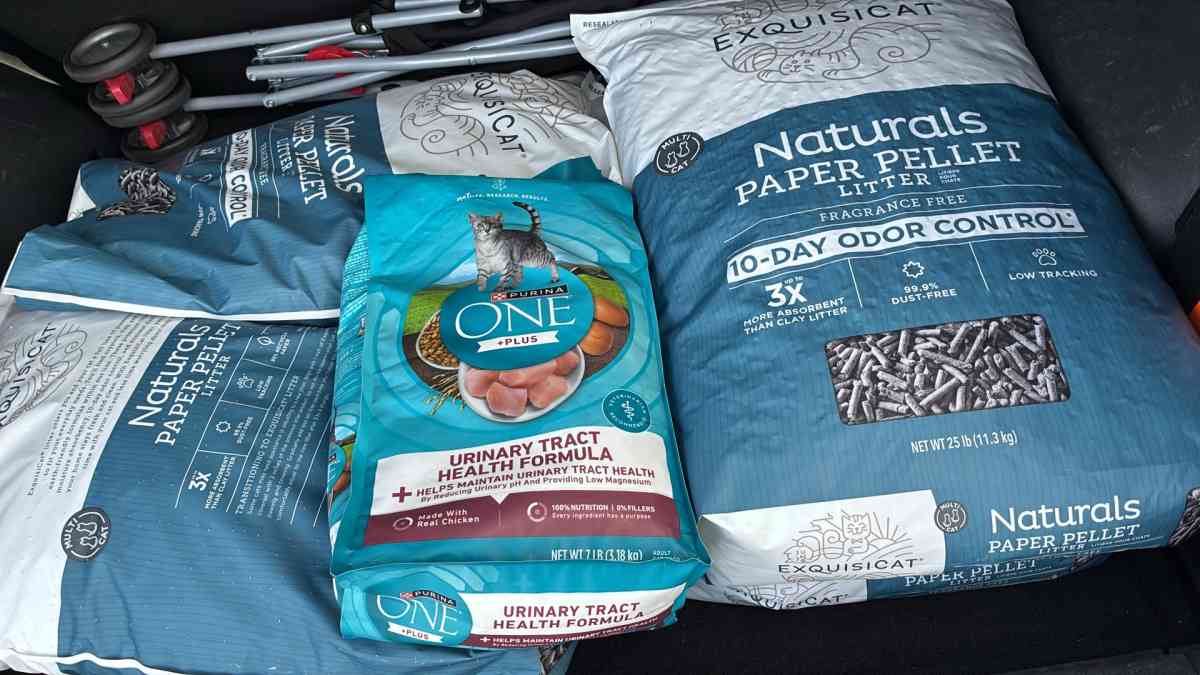 arena y comida para gato