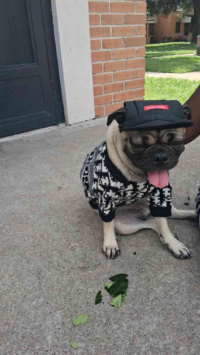 pet clothing pet apparel pop up shop - San Antonio, Texas - FleaMarketBay