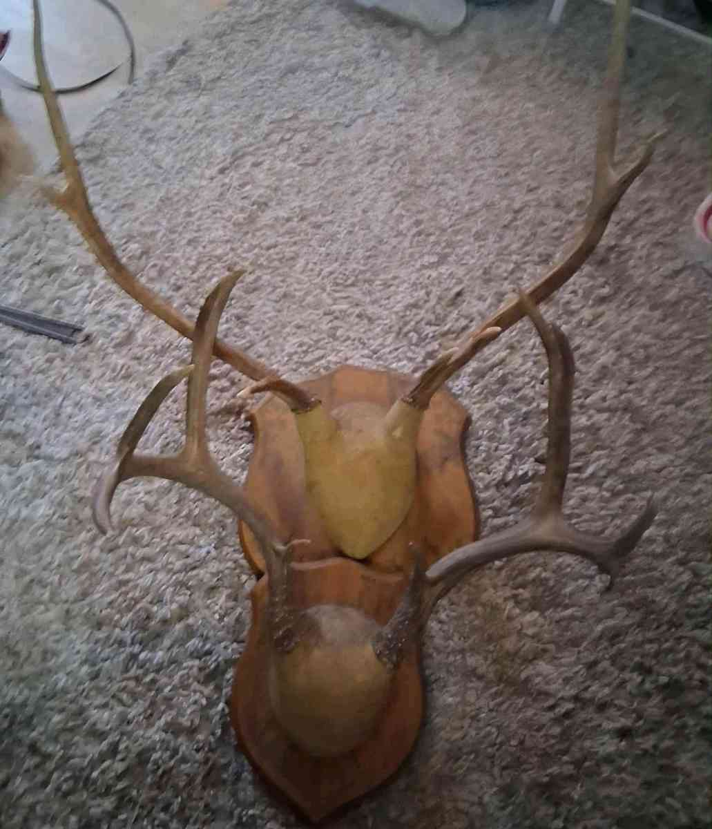 Antlers set of 2
