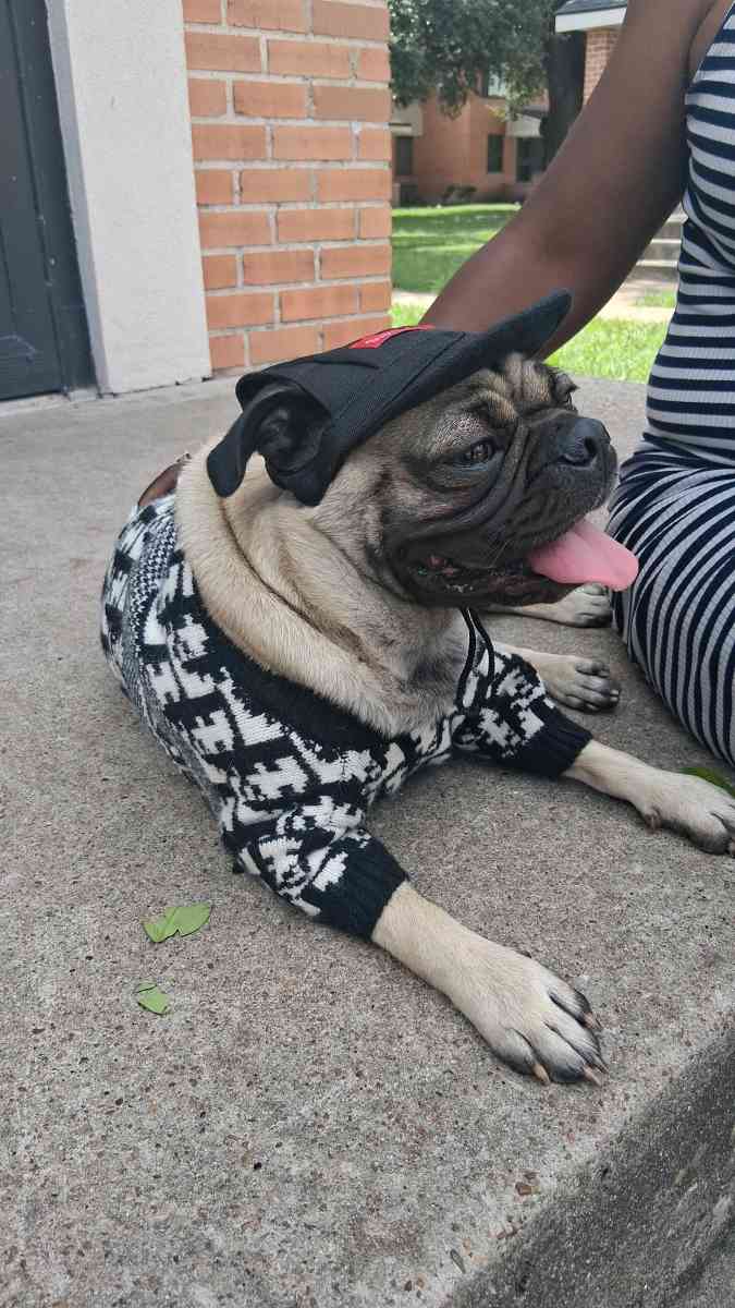 pet clothing pet apparel pop up shop - San Antonio, Texas - FleaMarketBay